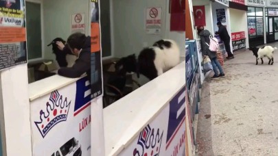 Otogarda Keçinin Para Macerası!