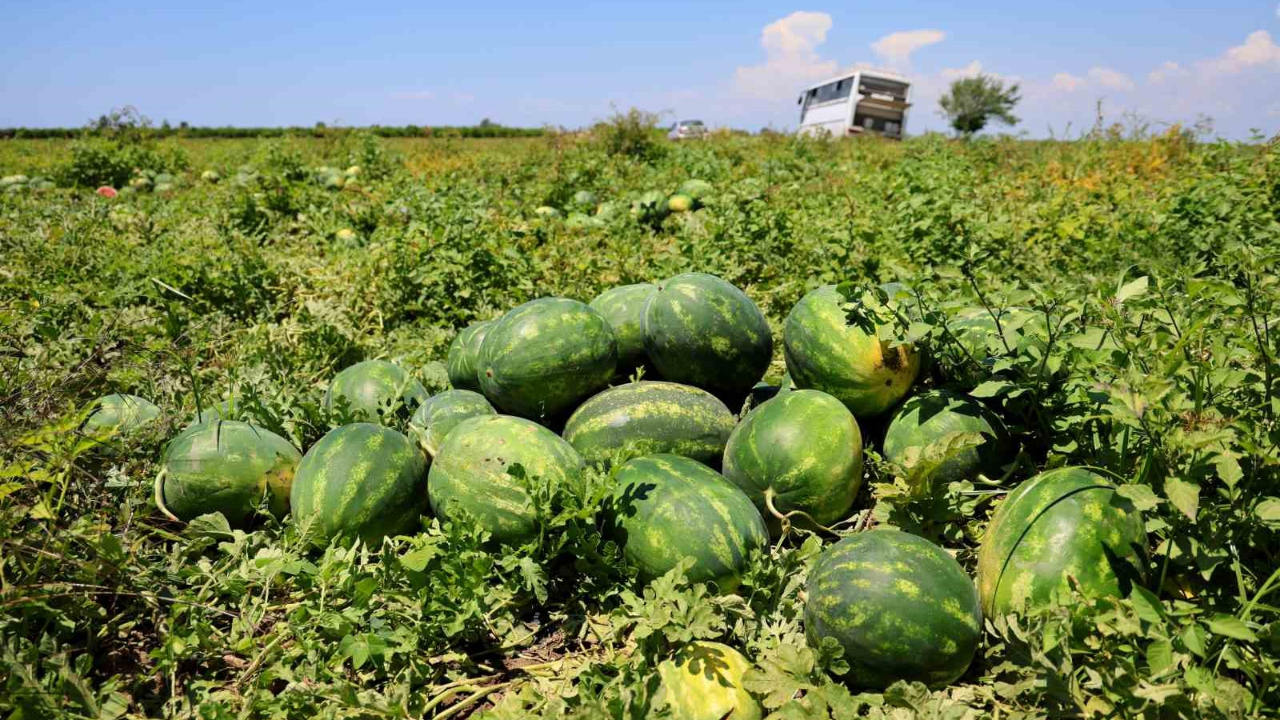 Karpuz fiyatında gerileme