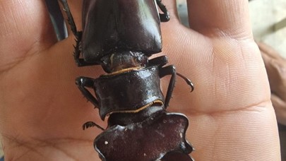 Parmak büyüklüğünde geyik böceği görüldü