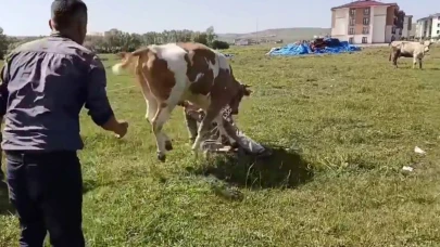 Kurbanlık Kaçtı, Mahallede Paniğe Neden Oldu