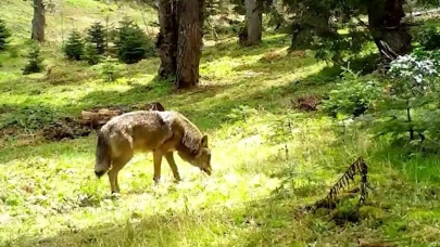 Nesli tükenmekte olan Bozkurt, böyle görüntülendi