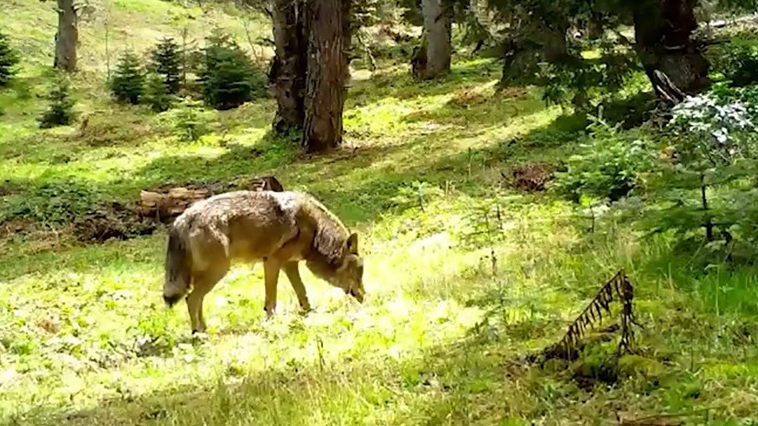 Nesli tükenmekte olan Bozkurt, böyle görüntülendi