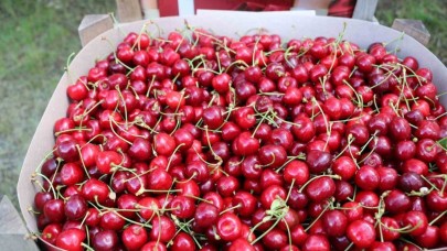 Kiraz bahçelerinde hasat başladı