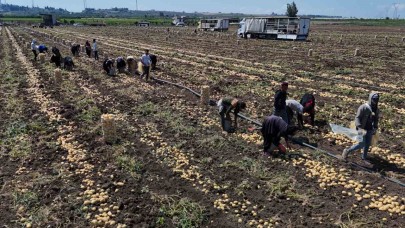 Hasadı süren patateste fiyat 7 liraya kadar geriledi