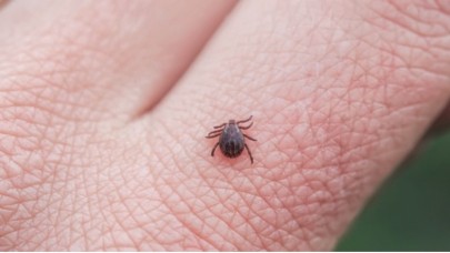 Kene Yoğunluğu İddialarına Bakanlık’tan Net Yanıt