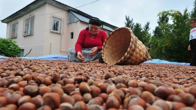 AB ülkelerine 12 bin 851 ton fındık gönderildi