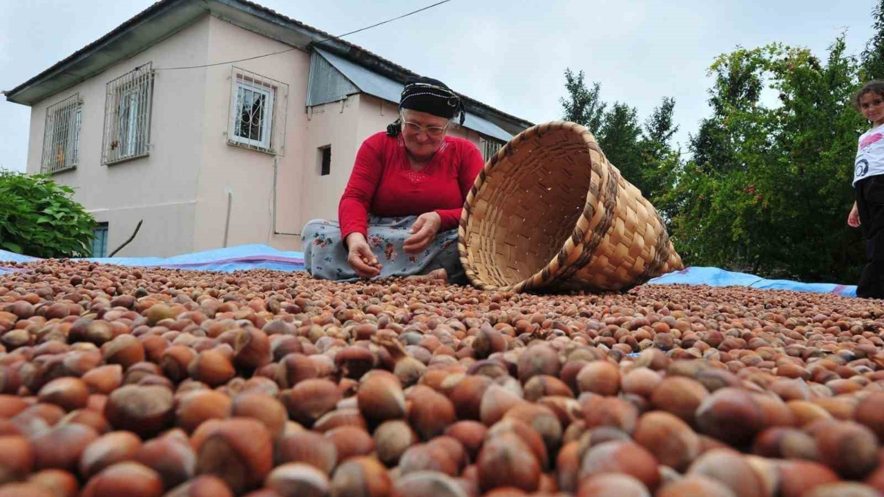 AB ülkelerine 12 bin 851 ton fındık gönderildi