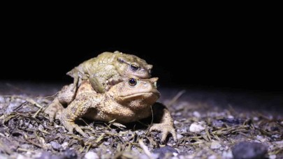 Bacağı 43 dolar kendisi 15 dolar