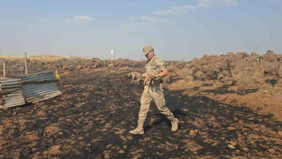 Anız yangınında mahsur kalan köpekleri jandarma kurtardı