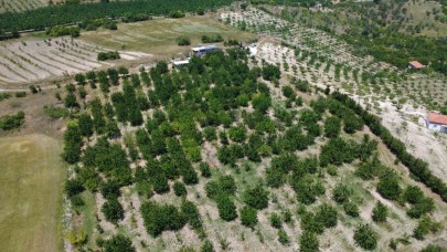 Coğrafi işaretli Demirci kirazında hasat başladı