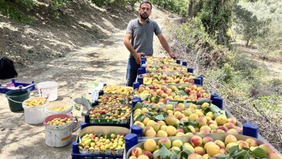 Zirai donu kayıpsız atlatan kayısıda bereketli hasat; 50 TL ile 70 TL arasında alıcı buluyor