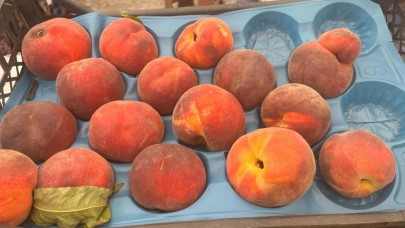 Bursa şeftalisi sezona dalında 50 lirayla başladı