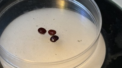 Türkiye’nin kene faunası değişiyor: Yeni türler takip altında