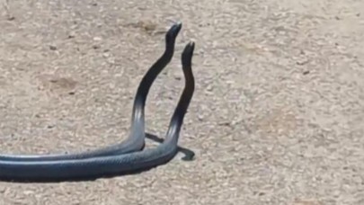 Yılanların dansı kameraya yakalandı