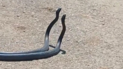 Yılanların dansı kameraya yakalandı