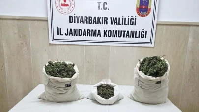 22 bin kök kenevir bitkisi ile 12 kilo esrar ele geçirildi
