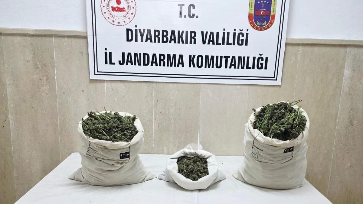 22 bin kök kenevir bitkisi ile 12 kilo esrar ele geçirildi