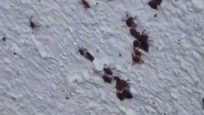Milyonlarca Kene Bir Binayı Sardı
