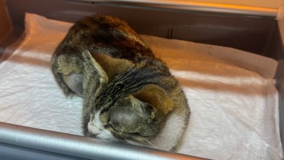 Kedinin mesanesinden 2 santimlik taş çıkarıldı