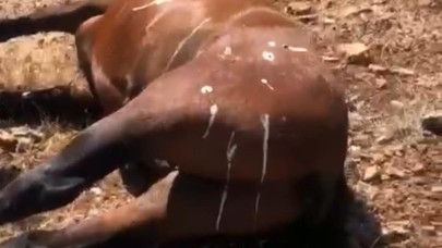 5 yaban atının silahla öldürüldüğü iddiası