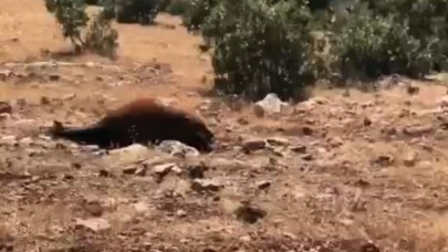 Yabani Yılkı Atı Ölümleri 7’ye Yükseldi