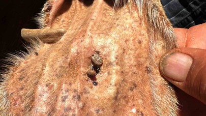 Veteriner Hekim’den kene uyarısı