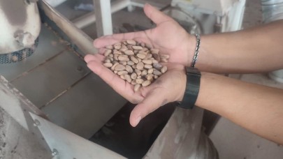 Aydın Çam Fıstığı dünya çapında güçleniyor