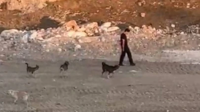 Mardin’de Köpek Saldırısına Karşı Benzersiz Soğukkanlılık