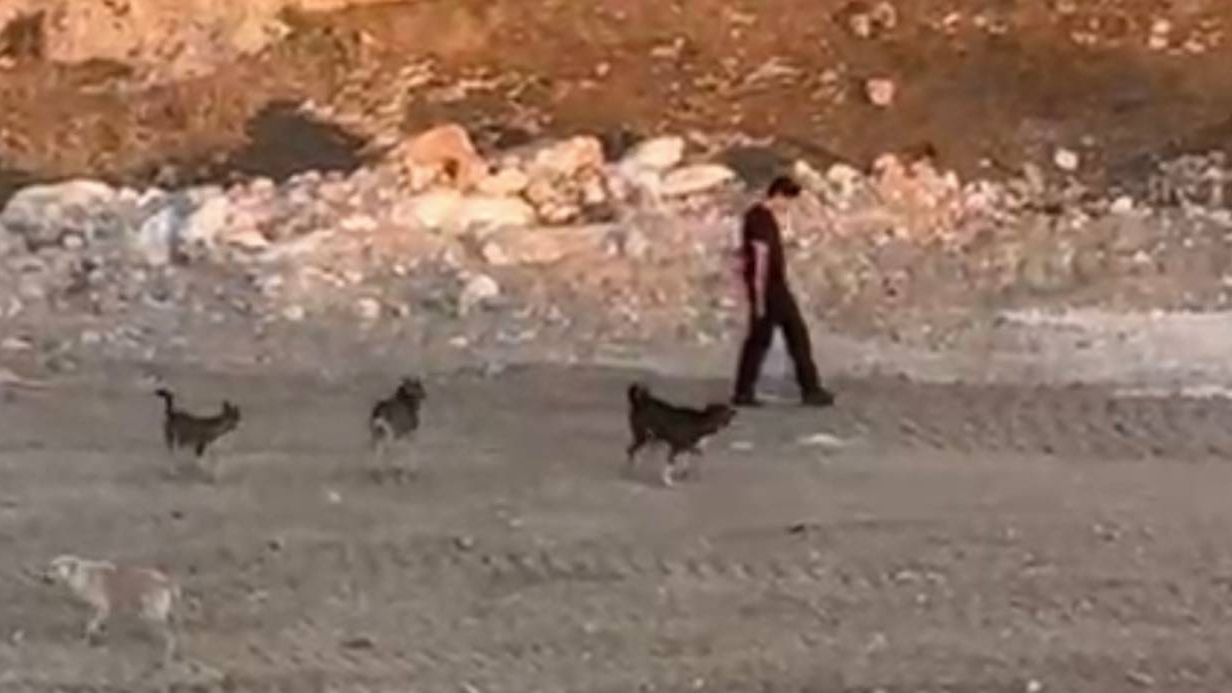Mardin’de Köpek Saldırısına Karşı Benzersiz Soğukkanlılık