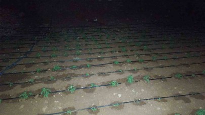 Kenevir tarlasını damlama sistemiyle suladılar