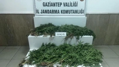 403 kök kenevir ele geçirildi: 14 gözaltı