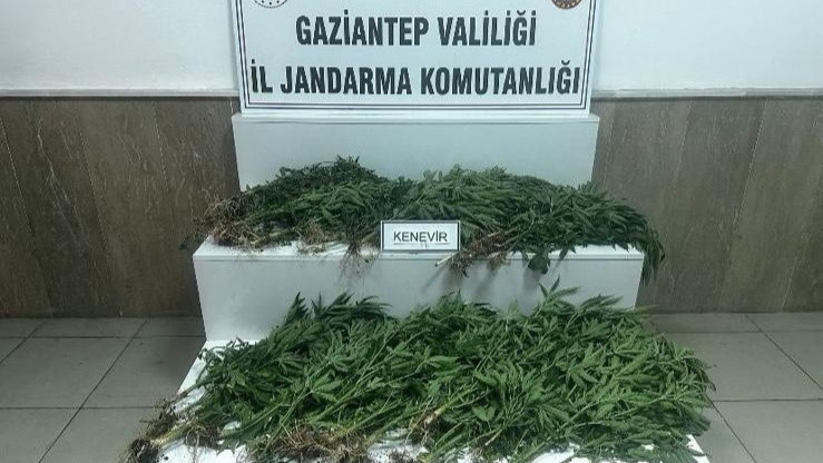403 kök kenevir ele geçirildi: 14 gözaltı