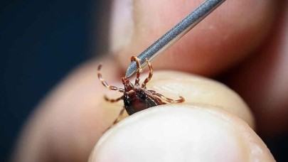 Uzmanlar uyardı: "Grip sandığınız ölümcül kene ısırığı olabilir"