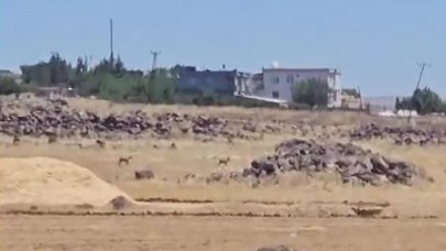 Şanlıurfa’da Koruma Altındaki Ceylanlar Kamerada