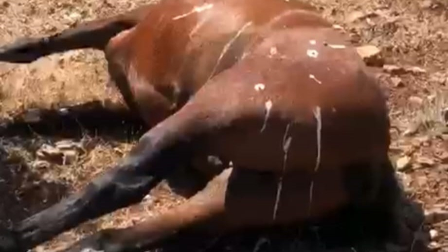 Öldürülen 7 yılkı atı için 3 şüphelinin ifadesi alındı