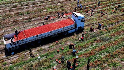 Domatesin tarlada kilogram fiyatı 3 liraya kadar düştü