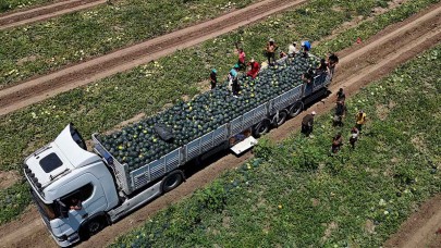 Karpuzun tarlada kilogram fiyatı 2,5 liraya kadar geriledi