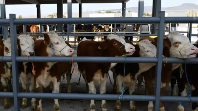 Şanlıurfa'da İkinci Bir Emre Kadar Hayvan Pazarları Kapatıldı