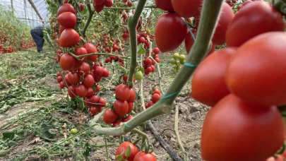 Antalya hallerinde haziran ayında domates yıllık miktarda yüzde 86 arttı