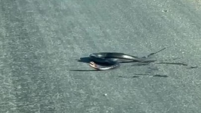 Şanlıurfa’da Sıcak Asfaltta Kıvranan Yılan Görenleri Şaşırttı