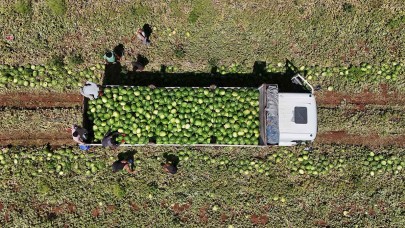 Diyarbakır karpuzunda hasat devam ediyor: Tarlada kilosu 1-2 lira