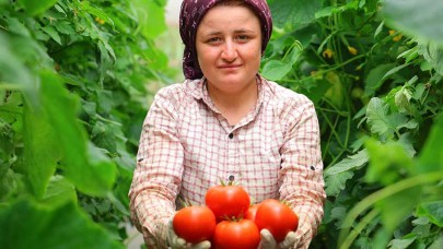 Her mevsim domates üretimi bölgeye katkı sağlıyor