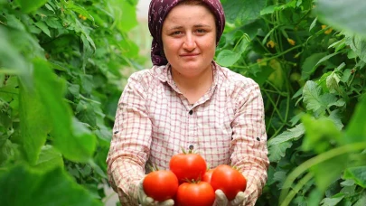 Her mevsim domates üretimi bölgeye katkı sağlıyor