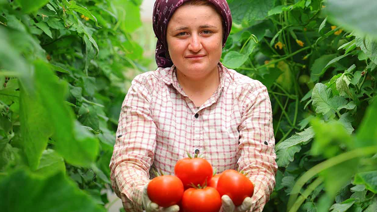 Her mevsim domates üretimi bölgeye katkı sağlıyor