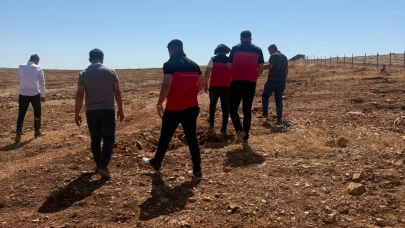 Şanlıurfa'da çekirge istilası