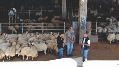Şanlıurfa'da 'Şap'a rastlandı mı?