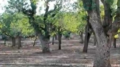 Şanlıurfa’da 700 Yıllık Fıstık Ağaçları Keşfedildi