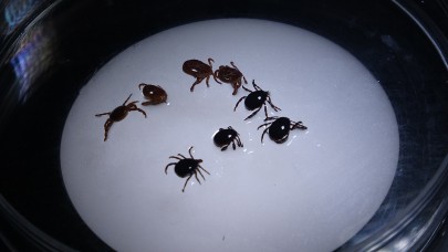 Keneyi vücuttan çıkartırken dikkat