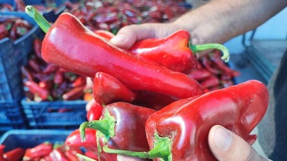 Salçalık biber sezonu başladı