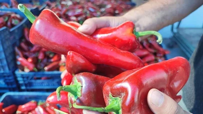 Salçalık biber sezonu başladı